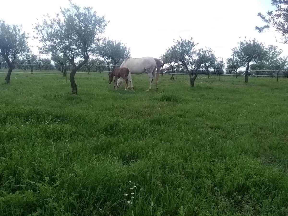 Studio Independant Dans Ferme Equestre โอปส์ ภายนอก รูปภาพ
